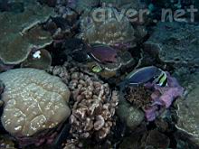 Ctenochaetus marginatus (Striped-fin surgeonfish), Acanthurus nigricans (Whitecheek surgeonfish), & Zanclus cornutus (Moorish idol)